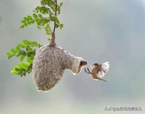 分享——鳥類築巢