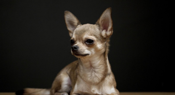 什麼品種的狗狗長不大？這五種都是哦