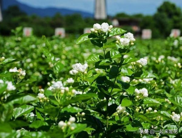 春天養茉莉花有&OpenCurlyDoubleQuote;5忌&rdquo;，即使避開夏天開爆花，香味清新惹人愛