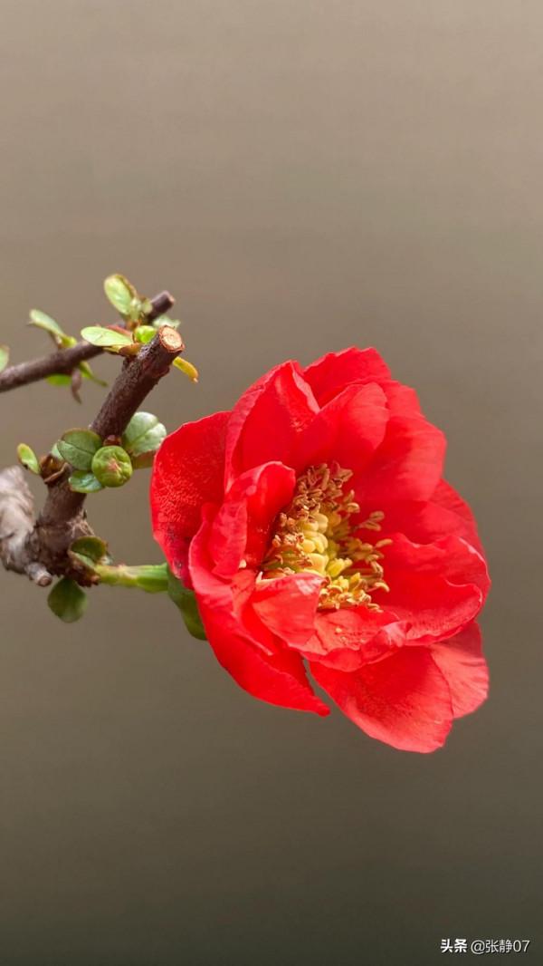 正月裡賞花過大年 正月裡賞花過大年