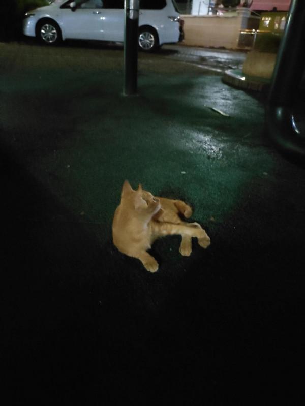 樓下一隻可愛的貓 樓下一隻可愛的貓