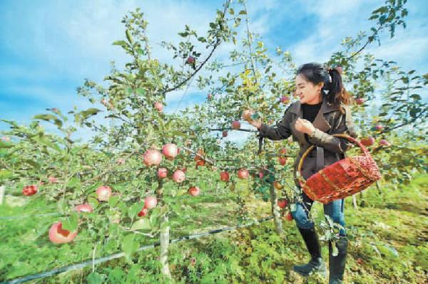 脆！甜！採摘蘋果，這幾種京城名品不能錯過