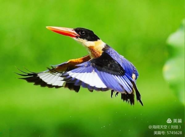 自然界中最美的鳥兒之一藍翡翠