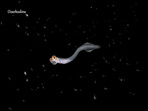 在夜間“潛入”深水，探索海洋古生物的絢麗