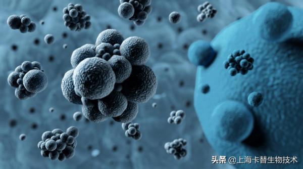 研究揭示了免疫細胞保護大腦的新作用 研究揭示了免疫細胞保護大腦的新作用