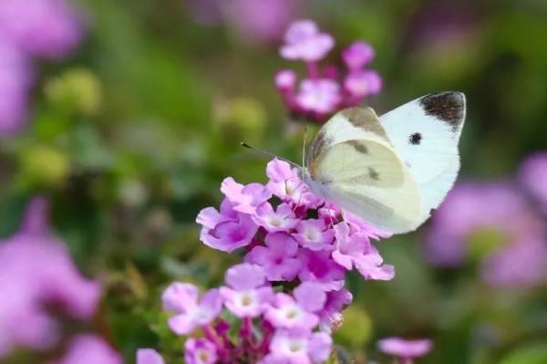 早讀：心素如簡，恬淡安然