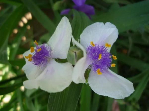 紫露草一一積極樂觀