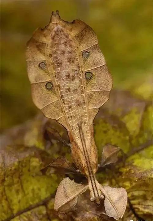 動物界的偽裝大師 動物界的偽裝大師