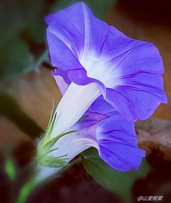 相愛容易相守難——《詩經》中的愛情和婚姻 相愛容易相守難——《詩經》中的愛情和婚姻