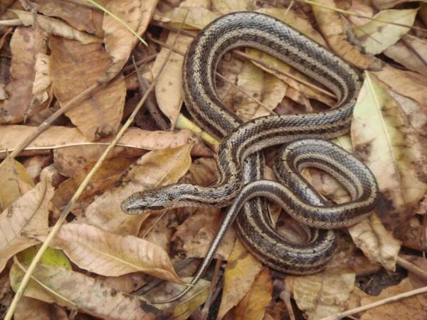 中國動植物(動物篇九) 中國動植物(動物篇九)