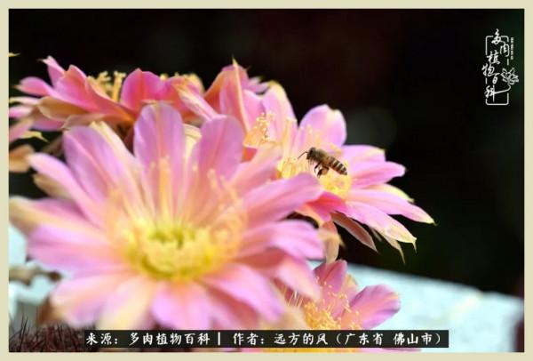 我若盛開，蝴蝶愛來不來