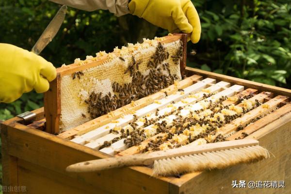 養蜂喂白糖漿是現代養蜂技術,怎樣喂才不會影響蜂蜜品質? 養蜂喂白糖漿是現代養蜂技術,怎樣喂才不會影響蜂蜜品質?
