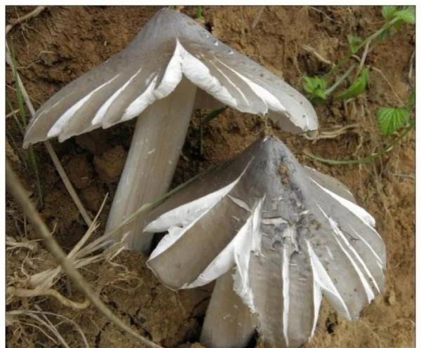 農村叫“地黃金”500元一斤,生長在深3米以下的土裡 農村叫“地黃金”500元一斤,生長在深3米以下的土裡