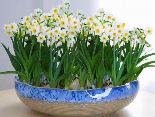 6種香味花卉,家裡養一盆,比噴了香水還好聞 6種香味花卉,家裡養一盆,比噴了香水還好聞