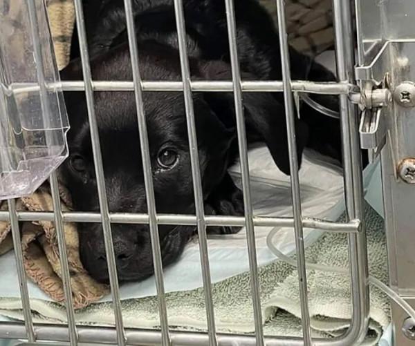 8歲男孩為救狗擺攤賣珍藏套卡，寶可夢公司：送一套新的