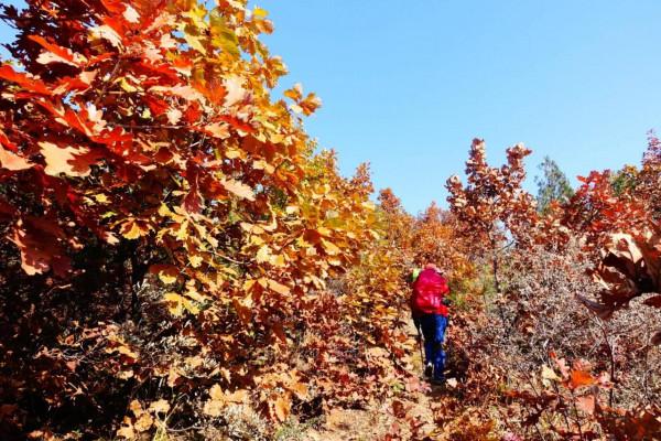 北京周邊小眾出行!看紅葉登長城 北京周邊小眾出行!看紅葉登長城