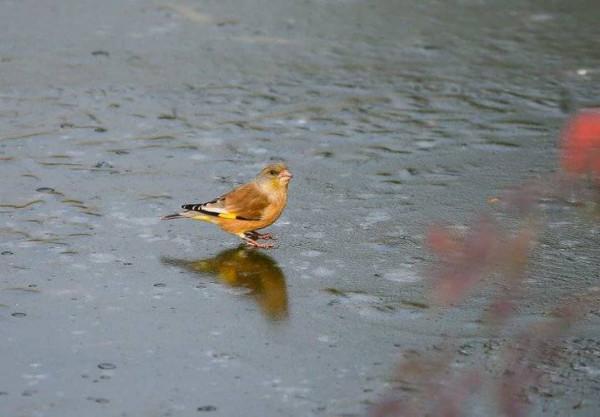 喜慶小鳥金翅雀蹦蹦跳跳報春來