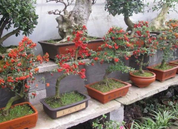 盆景不用買,5種常見的樹,做成盆景漂亮又美觀 盆景不用買,5種常見的樹,做成盆景漂亮又美觀