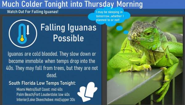 太罕見！美國佛羅里達州竟下起綠鬣蜥雨，一隻一隻從天空中掉下來