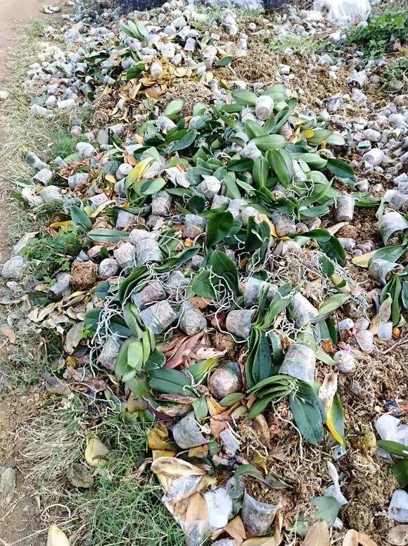 平時的高價花，路邊扔成小山丘，趕緊撿回來，擇擇又是一盆好花