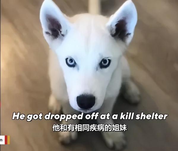 殘疾狗狗樂觀生活自創步伐,鏟屎官:是它改變了我的生活 殘疾狗狗樂觀生活自創步伐,鏟屎官:是它改變了我的生活