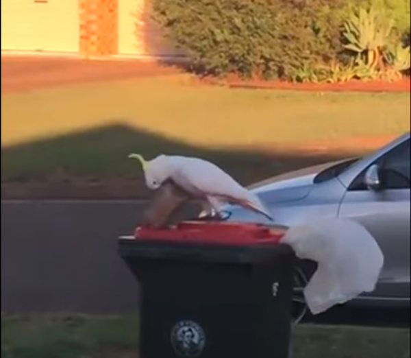 這種野生鳥逐漸適應了城市，它們擁有和靈長類動物一樣的智慧
