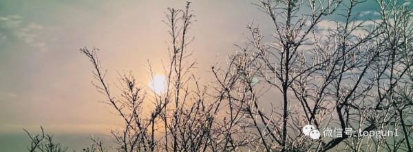 原來江南也有如此夢幻霧凇 原來江南也有如此夢幻霧凇