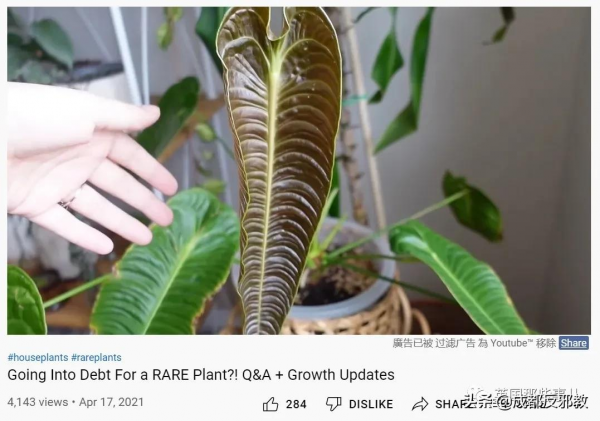 被疫情困太久，歐美年輕人開始瘋狂囤積綠植，借錢都要買？