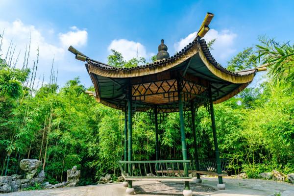 這樣的竹景觀,你能不愛嗎? 這樣的竹景觀,你能不愛嗎?