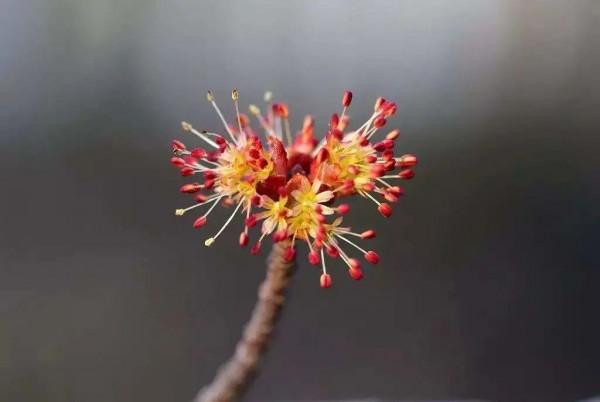 實用分享丨30款大型開花樹種介紹,白似雪、黃似陽、紅似霞,美翻 實用分享丨30款大型開花樹種介紹,白似雪、黃似陽、紅似霞,美翻