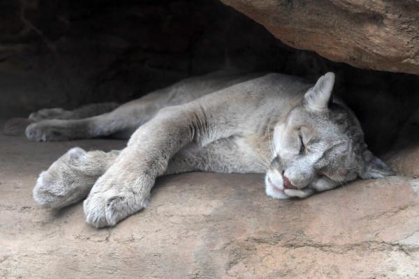 十種史前最強大的貓科動物，你認識幾個？