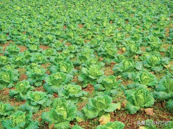 快到中秋節了，抓緊種植這三種蔬菜，附上高產種植方法