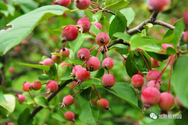 春華秋實,賞海棠紅果正當時~ 春華秋實,賞海棠紅果正當時~