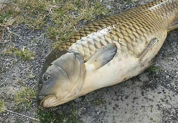 君威君臣：&OpenCurlyDoubleQuote;聯想&rdquo;釣魚人福音快到了，從允許開捕，到允許開釣