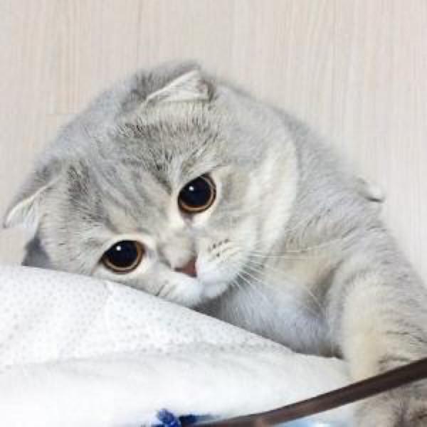 國內“最火”的幾種貓,你家養的是哪種呢? 國內“最火”的幾種貓,你家養的是哪種呢?