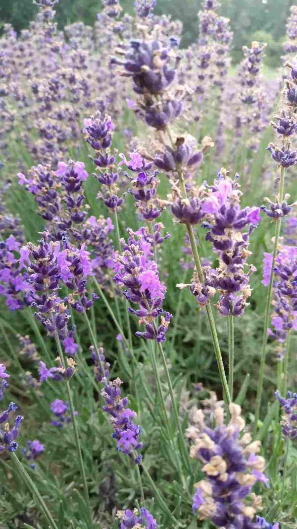 7種“養人花”，能當中草藥，年紀越大越愛養