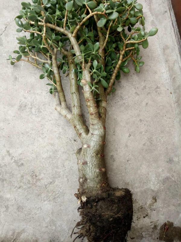 平時的“貴貨花”，路邊扔了一卡車，趕緊撿回家