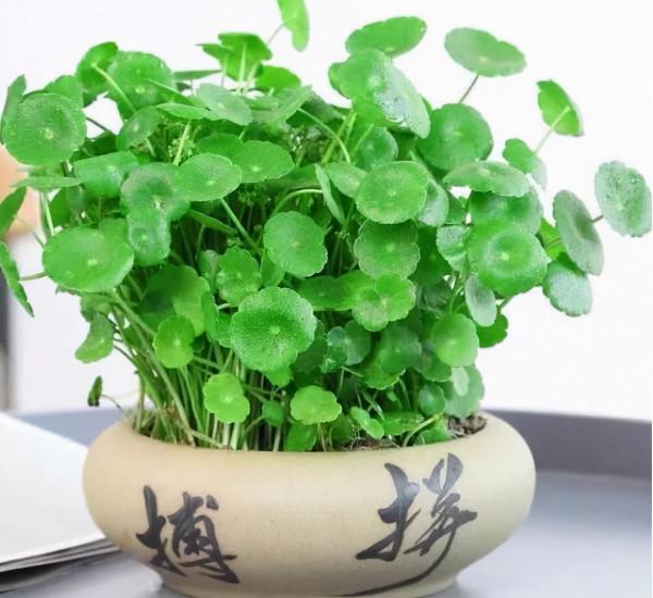 9種“招財花”,好看又招財,有錢人都喜歡養 9種“招財花”,好看又招財,有錢人都喜歡養