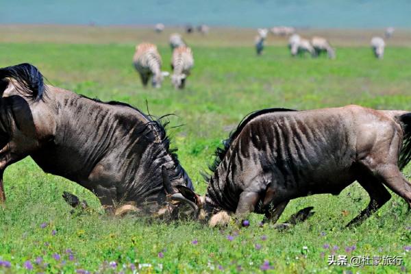 從外交官到“中國獅子王”，他深入非洲14年，只為解鎖這些秘密