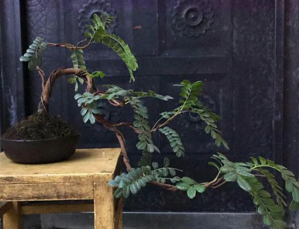 5種樹能當香水瓶，適合擺在客廳，外形優雅上檔次，還能淨化汙氣