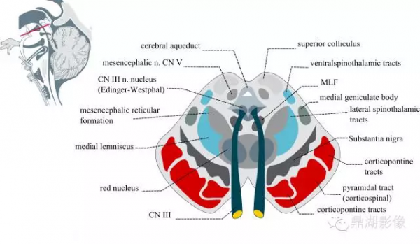 基底節的詳細解剖