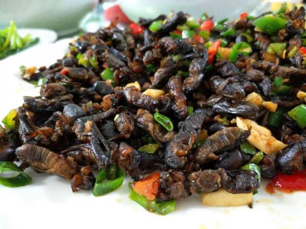 農村常見的螻蛄，被人們稱為“土狗子”，網友想知道它能吃嗎？