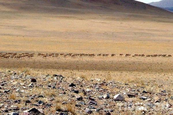 留在心中的歌：讓藏羚羊永遠像風兒一樣自由奔跑