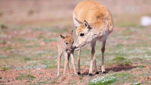 我從藏羚羊“幼兒園”畢業啦