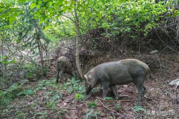 中國野豬超百萬頭,區域性氾濫仍要保護,這麼多野豬該怎麼處理? 中國野豬超百萬頭,區域性氾濫仍要保護,這麼多野豬該怎麼處理?