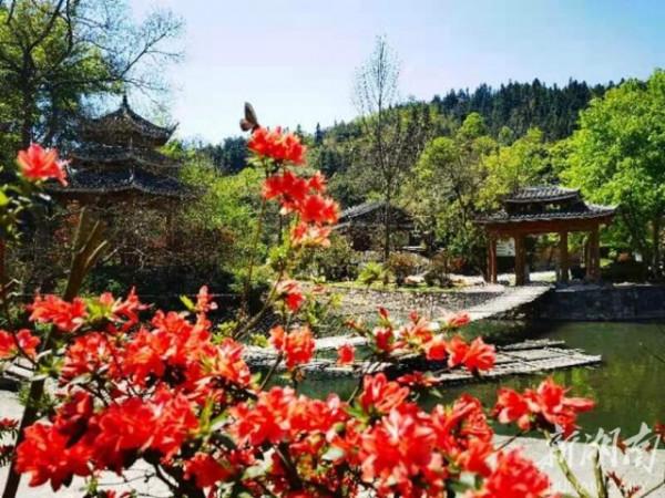 杜鵑草堂花正紅