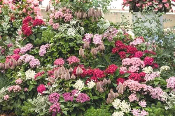 如星河墜入花壇般的植物——繁星花