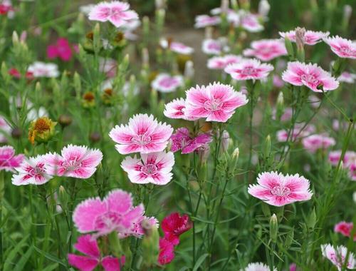 花卉養植：宿根花卉（多年生花卉）