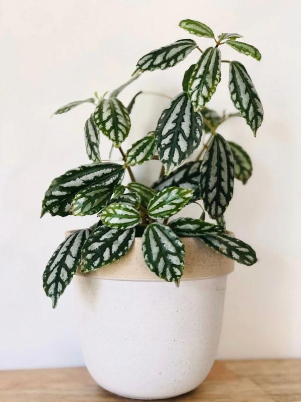 朝東窗臺上少不了的18種盆栽植物,開花植物和觀葉植物任你選 朝東窗臺上少不了的18種盆栽植物,開花植物和觀葉植物任你選
