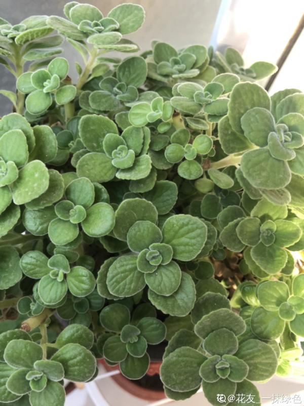 屋裡養盆“香水花”,活脫脫的“活香水”,滿屋香味還特別耐寒 屋裡養盆“香水花”,活脫脫的“活香水”,滿屋香味還特別耐寒